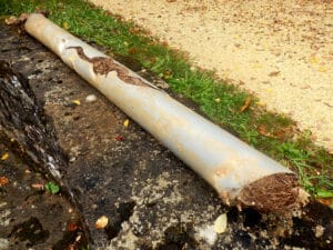 Why-Every-Homeowner-Should-Be-Wary-Of-Tree-Roots--Tips-From-A-Plumber-Near-Me-In-_-Oak-Ridge,-TN